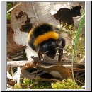 Bombus terrestris - Erdhummel 08.jpg